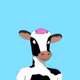 evolution cow