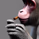 Toked Monkeys