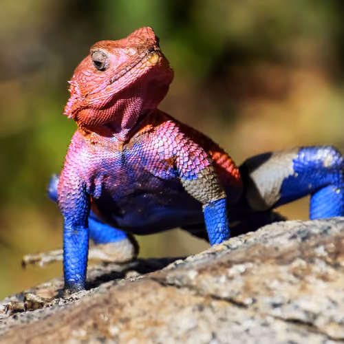 ExoticLizards
