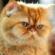 Exotic Persian Cat