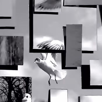 experimental short film