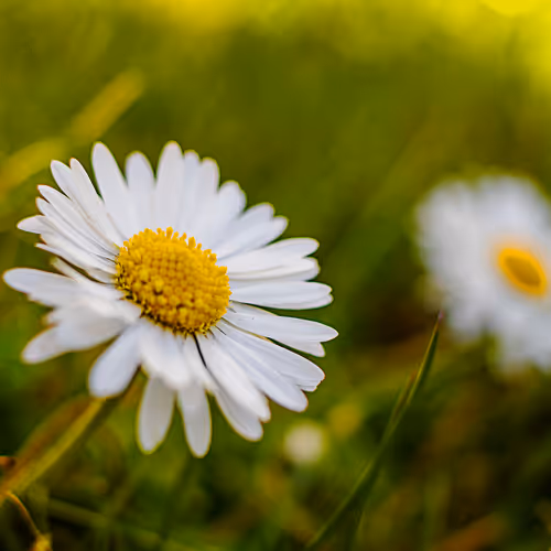 Explore back Garden in UK