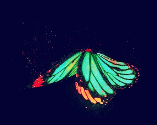 ExtraordinaryButterflies