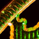 MACrodeo 17 - #macroNFT #distinctMACRO Photography