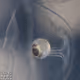eyebox