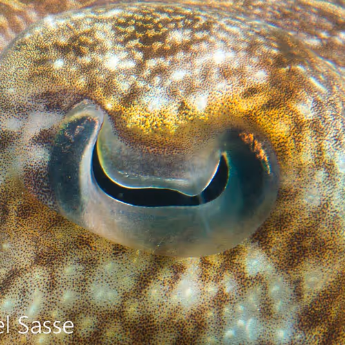 Eyes into the Underwaterworld