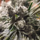 ezgrown nug shots