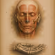 facial mussle 