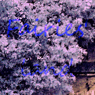 Fairies's land