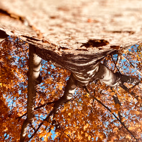 Fall in NY
