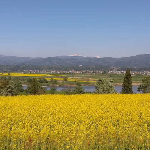 Japanese spring scenery