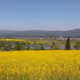 Japanese spring scenery