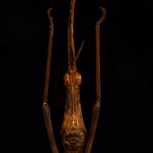 Fantastic Tiny World