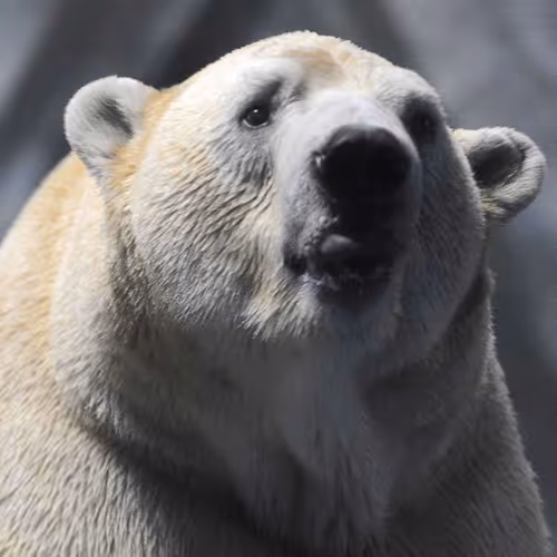 Fantastic Bears!