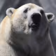 Fantastic Bears!