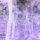 fantasy forest1_shasa