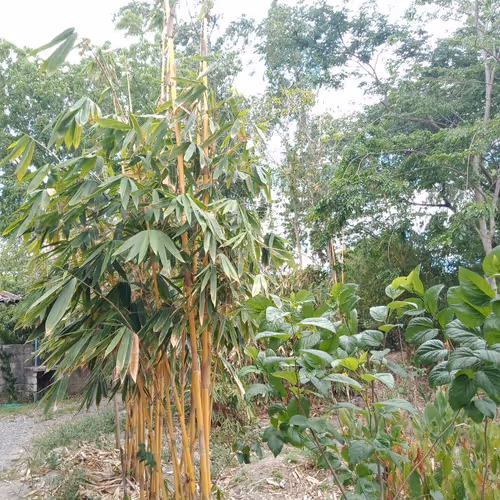 FARM LIFE AT THE PHILIPPINES