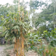 FARM LIFE AT THE PHILIPPINES