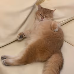Fat Kam