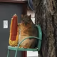 Fat Rat Larry Collection