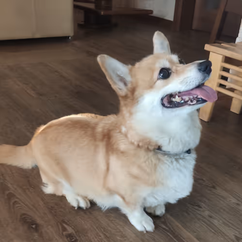 corgi favorite