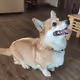 corgi favorite
