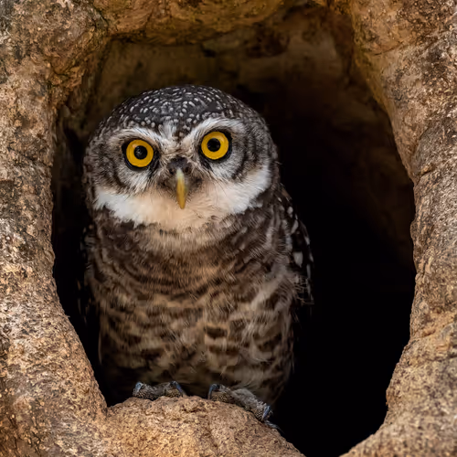 FEATHER_ART Collection - old