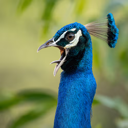 feather patterns - Peacock Series - old