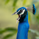 feather patterns - Peacock Series - old