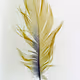 Feather Study