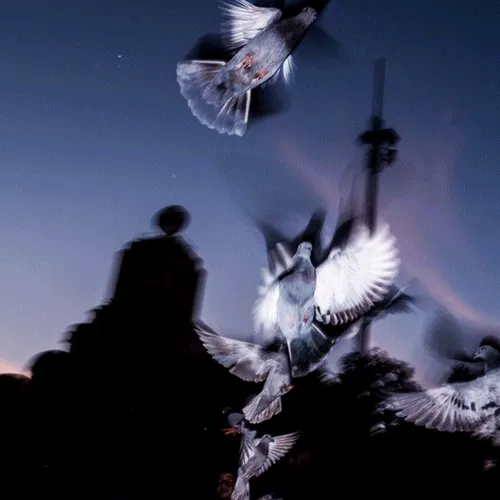 Feathers and Us - The Black Collection