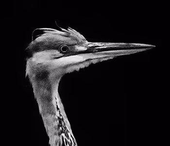 Feathered