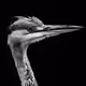 Feathered