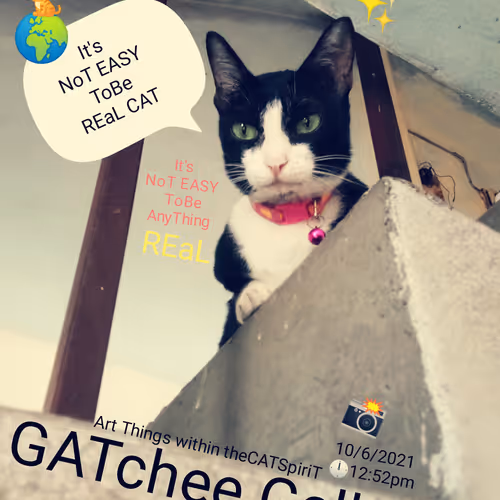 Feed The GATchee