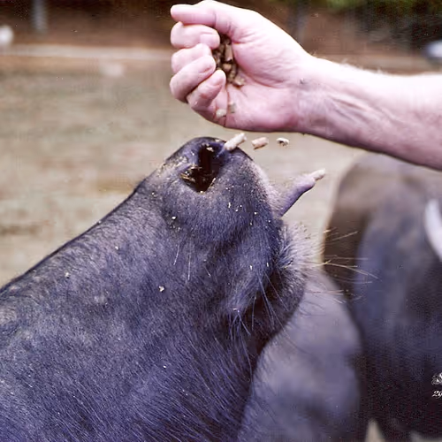 Feeding Water Buffalo