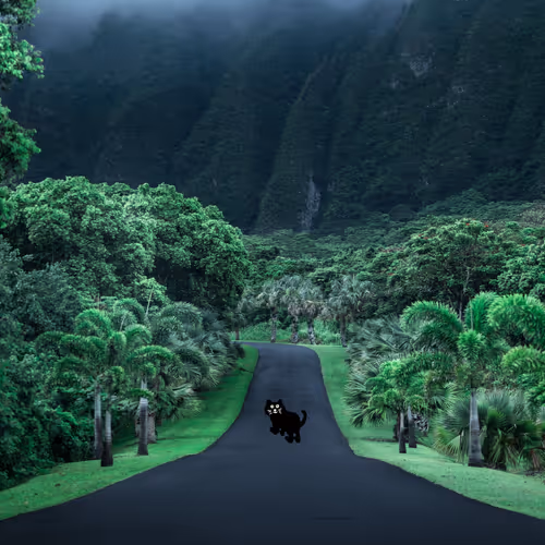 Feel hawaii #FreeHawaiiPhoto