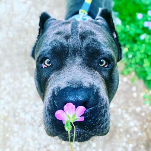 Dima The Cane Corso