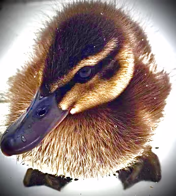 FFF - Funny Farm Friends