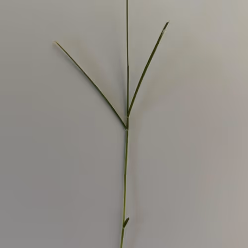 FIFA grass