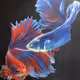 Fighting fish