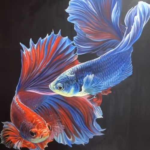 Fighting fish
