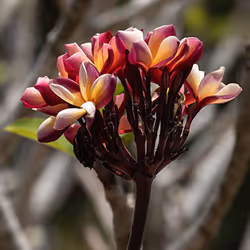 アイテム メディア プレースホルダー