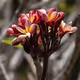 Finding joy in complexity - old
