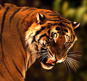 Fine Art Mode XXL Collection