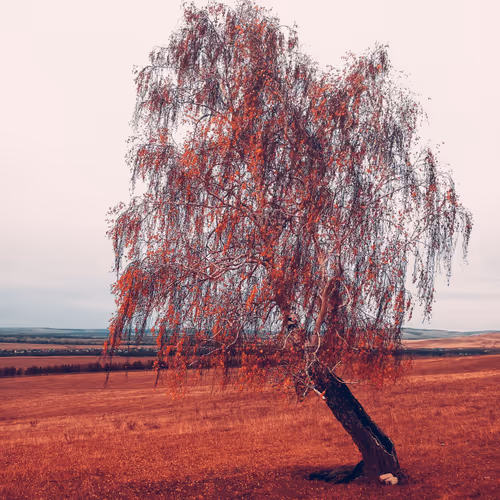 Fire-Phoenix - old - old