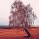 Fire-Phoenix - old - old