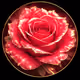 Fire Rose - The Nesting Doors