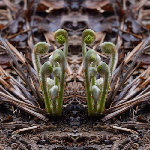 First Ferns