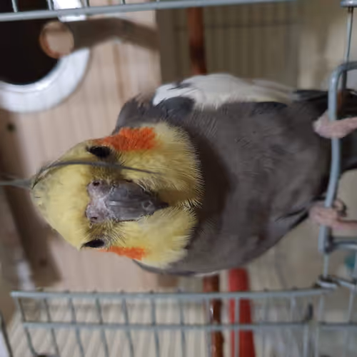 Firawr's Cockatiels
