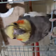 Firawr's Cockatiels